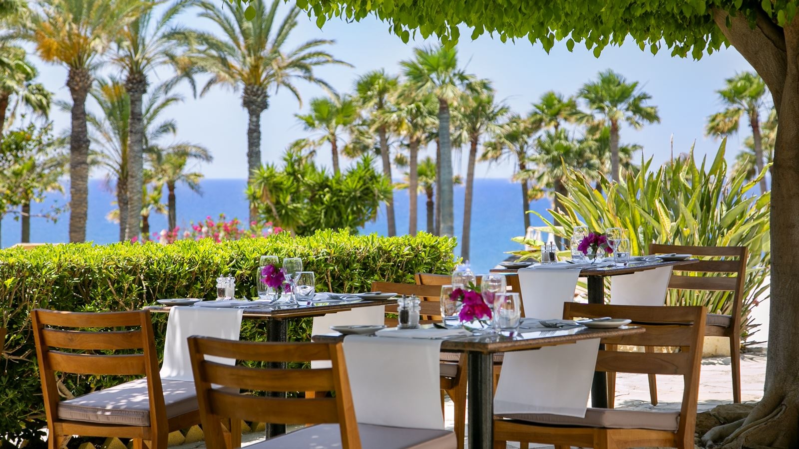 restaurants-cipro