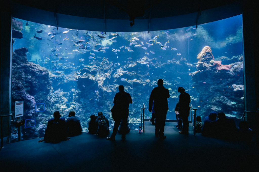 Odwiedzający obserwujący rekiny i płaszczki w Dubai Aquarium.