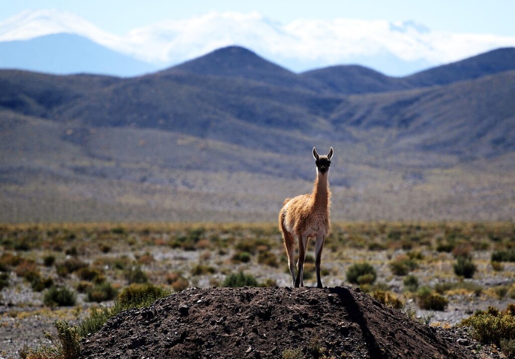 Guanako stojące nad jeziorem z widokiem na ośnieżone góry w Patagonii, Chile