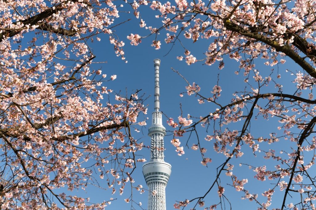 Wieża Tokyo Skytree w tle kwitnących wiśni