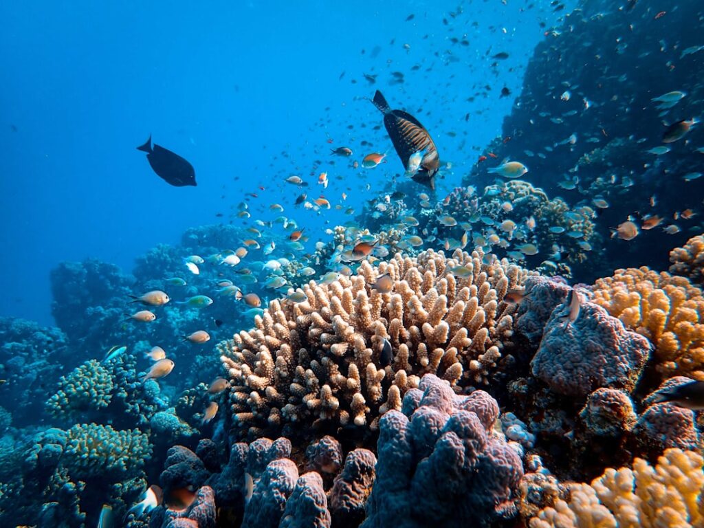 Turysta podczas snorkelingu z żółwiem w Morzu Czerwonym zimą
