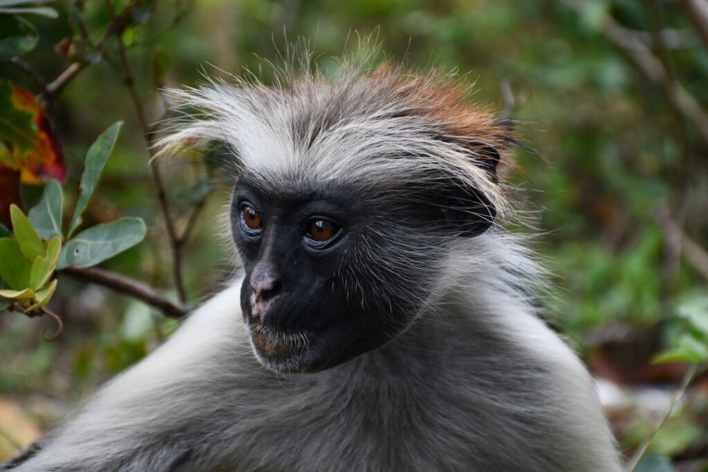 Małpa gereza czerwona w lesie Jozani na Zanzibarze