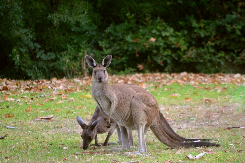 Kangur skaczący po czerwonej drodze w Australii