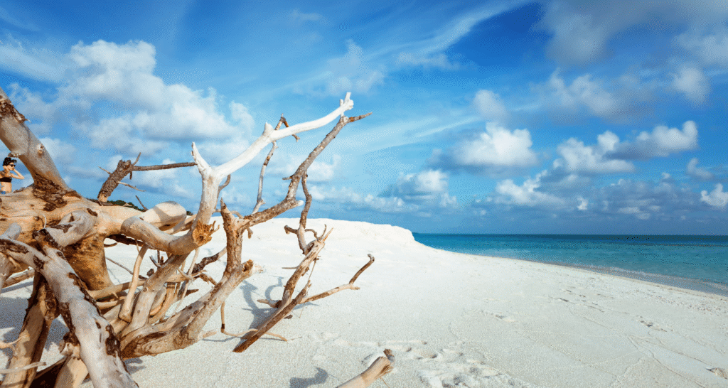 Fulhadhoo Beach na Malediwach – biała piaszczysta plaża z turkusowym morzem i suchymi konarami drzew na brzegu
