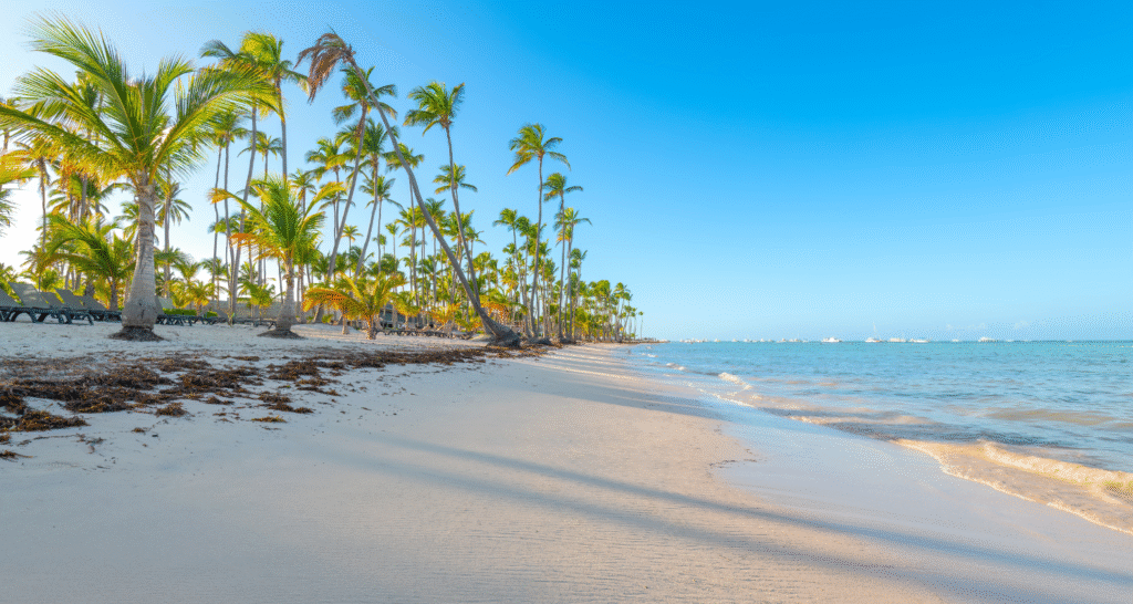 Playa Bavaro w Dominikanie – szeroka plaża z białym piaskiem, turkusową wodą i rzędami palm kokosowych