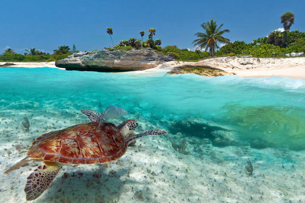 Żółw morski pływający w turkusowych wodach przy plaży w Playa del Carmen w Meksyku