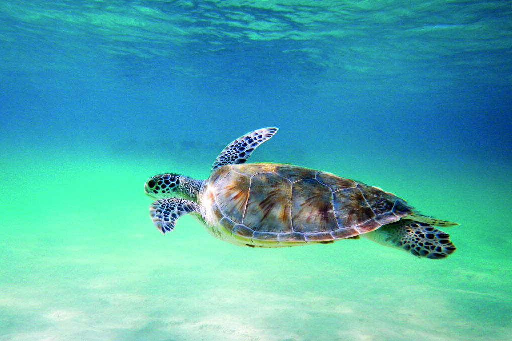 Żółw Caretta Caretta pływający w lazurowych wodach u wybrzeży Zakynthos w Grecji.
