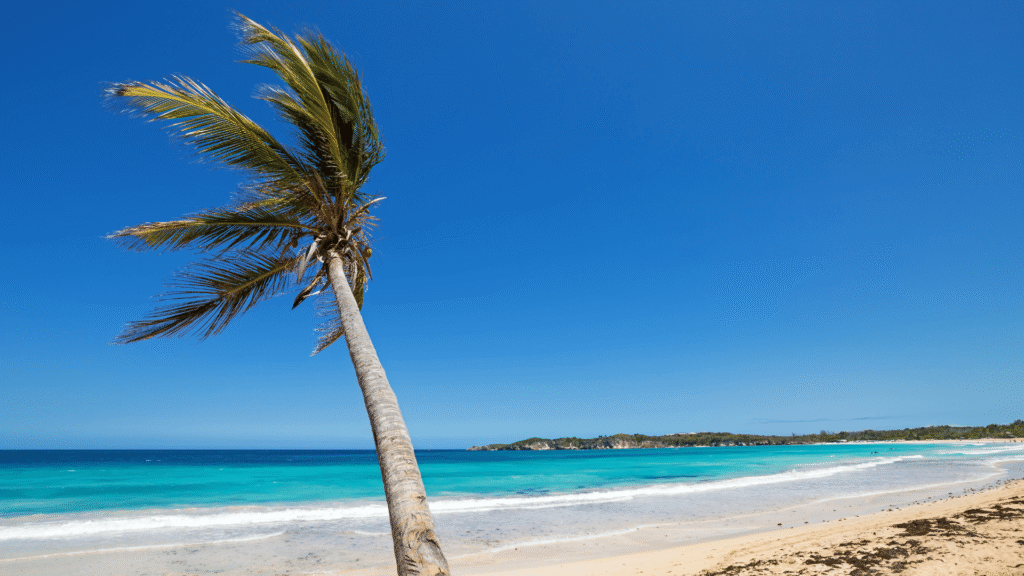 Plaża Playa Macao w Dominikanie z turkusowym morzem i pochyloną palmą na białym piasku