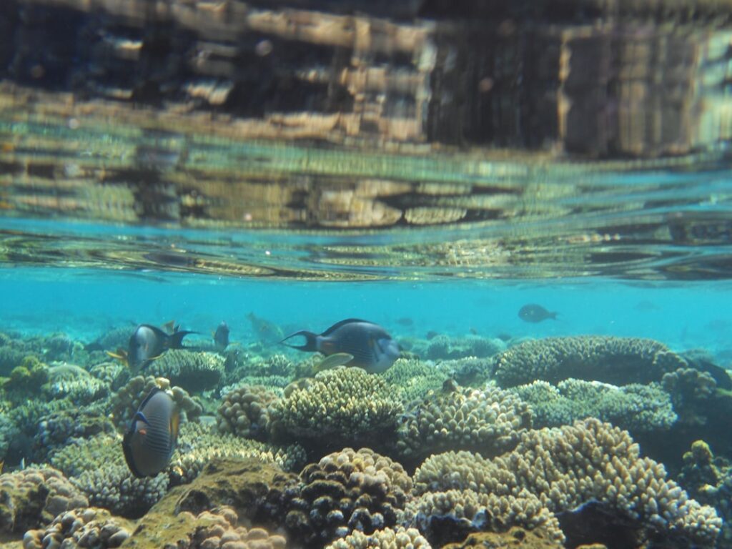 Lwia ryba i kolorowa rafa koralowa w Sharm El Sheikh – podwodne atrakcje Egipt lato 2026 i zima 2025/26.
