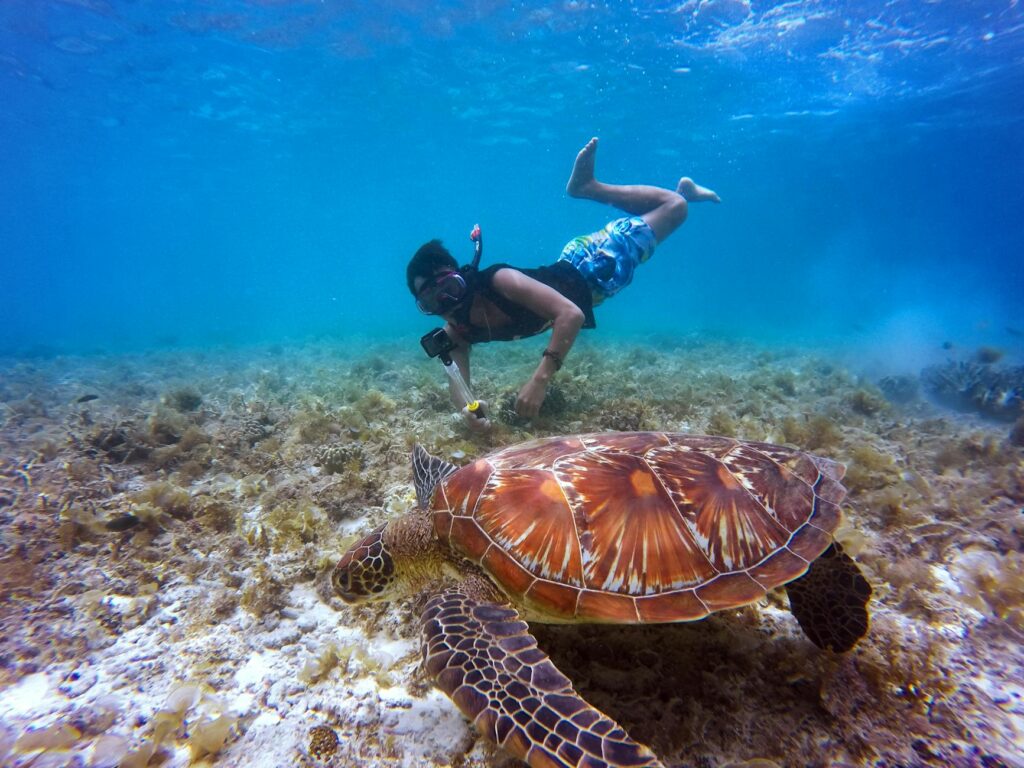 Turysta nurkujący z żółwiem morskim podczas snorkelingu w Egipcie