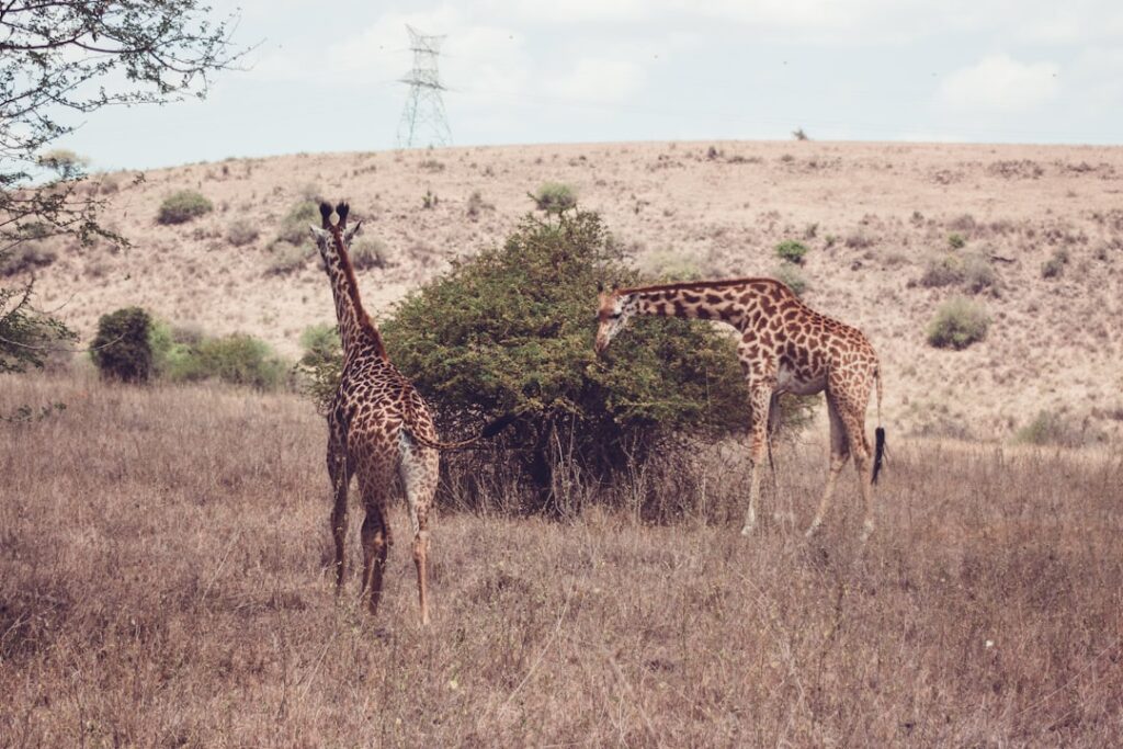 Stado żyraf na sawannie w Kenii podczas afrykańskiego safari