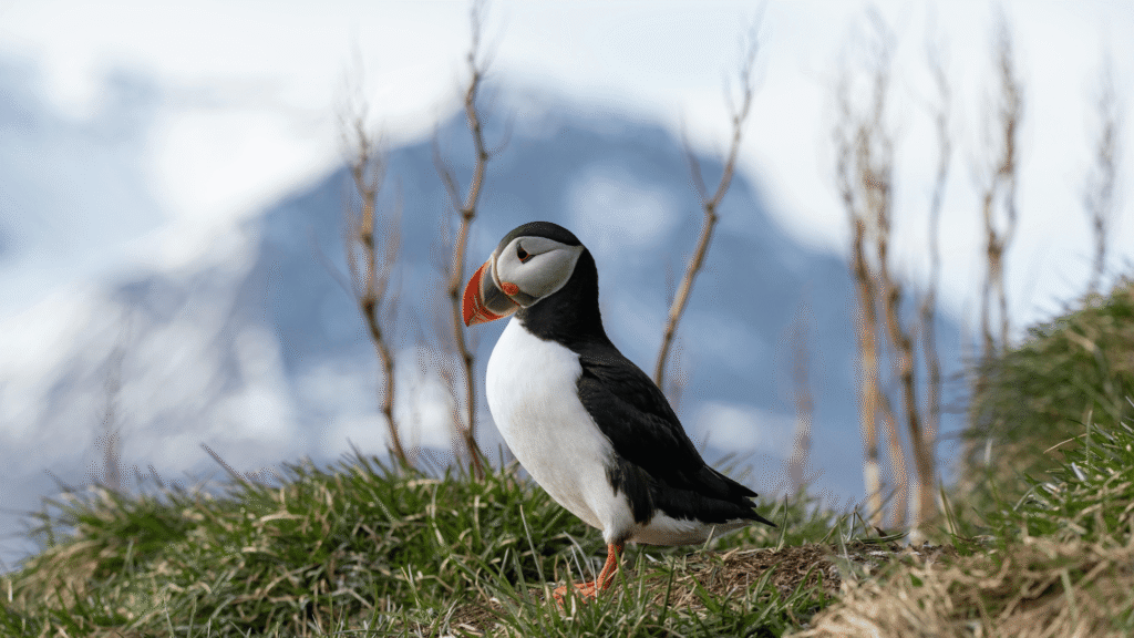 Islandia natura – maskonur w naturalnym środowisku, przyrodnicze atrakcje Islandii