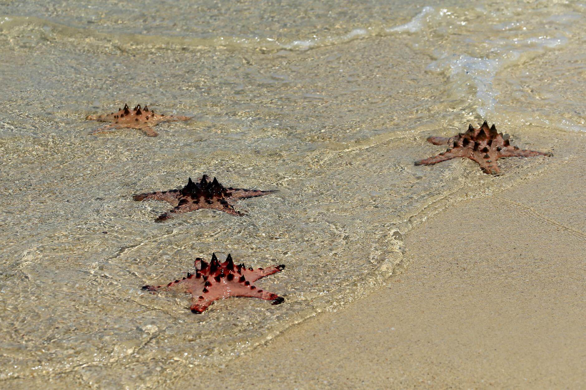 Rozgwiazdy na piaszczystej plaży Starfish Beach w Wietnamie nad turkusowym morzem