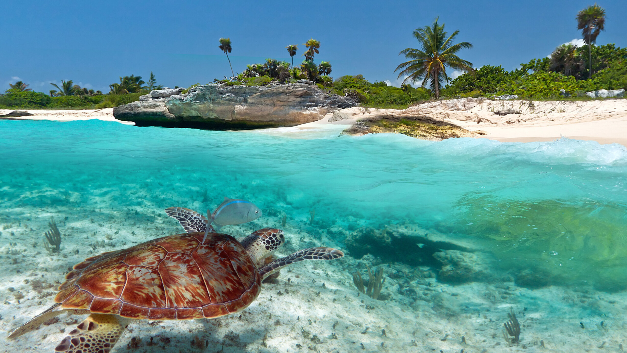 Żółw morski pływający w turkusowych wodach przy plaży w Playa del Carmen w Meksyku