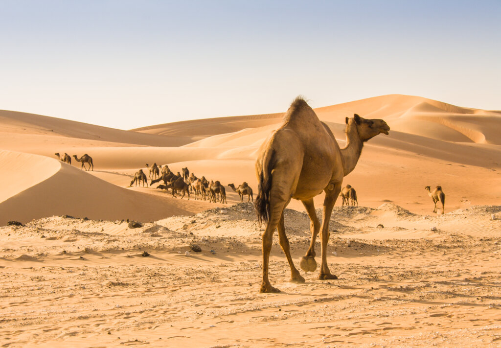 Wielbłąd na pustyni w Dubaju podczas pustynnego safari