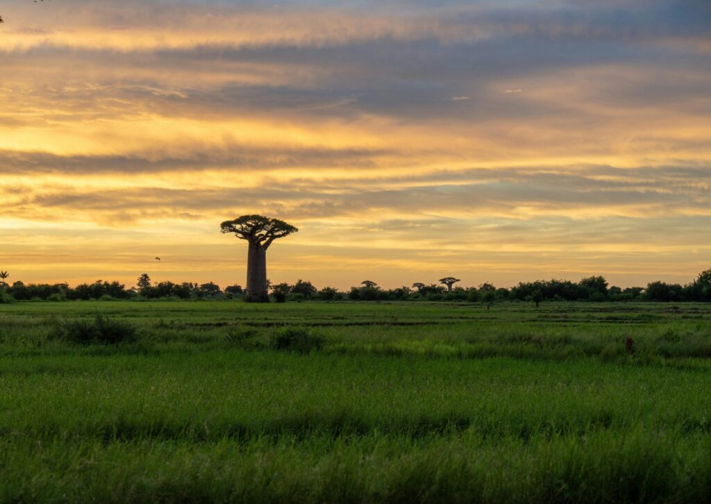 Baobab na Madagaskarze podczas zachodu słońca – charakterystyczny krajobraz wyspy