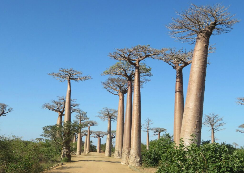 Aleja Baobabów na Madagaskarze – jedno z najbardziej znanych miejsc na wyspie