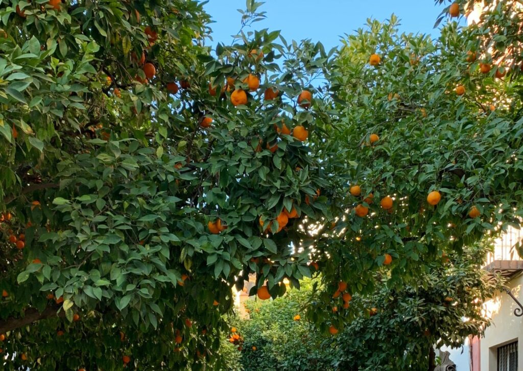 Drzewa pomarańczowe w Sewilli – charakterystyczny element krajobrazu Andaluzji