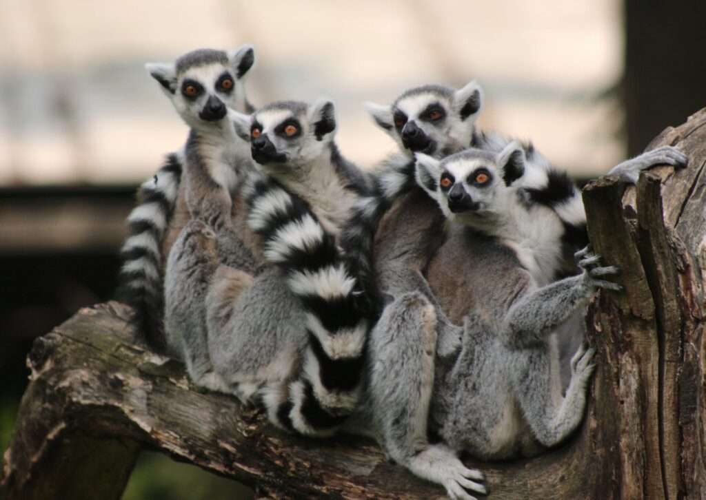 Lemury na Madagaskarze siedzące na drzewie – charakterystyczne zwierzęta wyspy