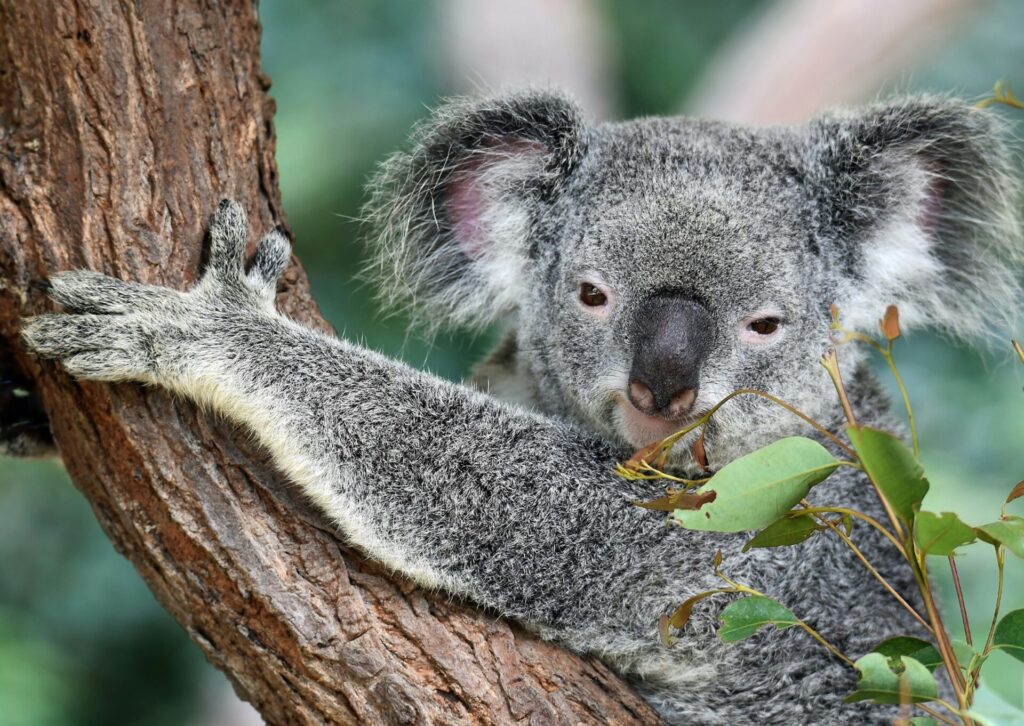 Koala siedząca na drzewie eukaliptusowym w Australii