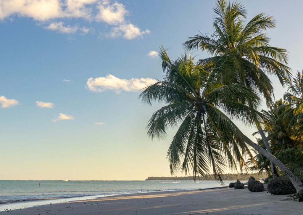 Tropikalna plaża w Brazylii z palmą nad brzegiem oceanu