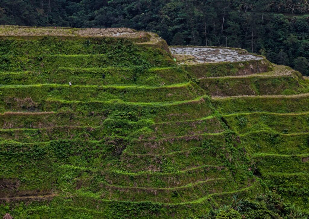 Tarasy ryżowe na Filipinach na zboczach gór wśród zieleni